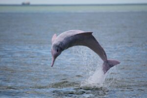 Photograph of a Chinese white dolphin leaping above the water in China.